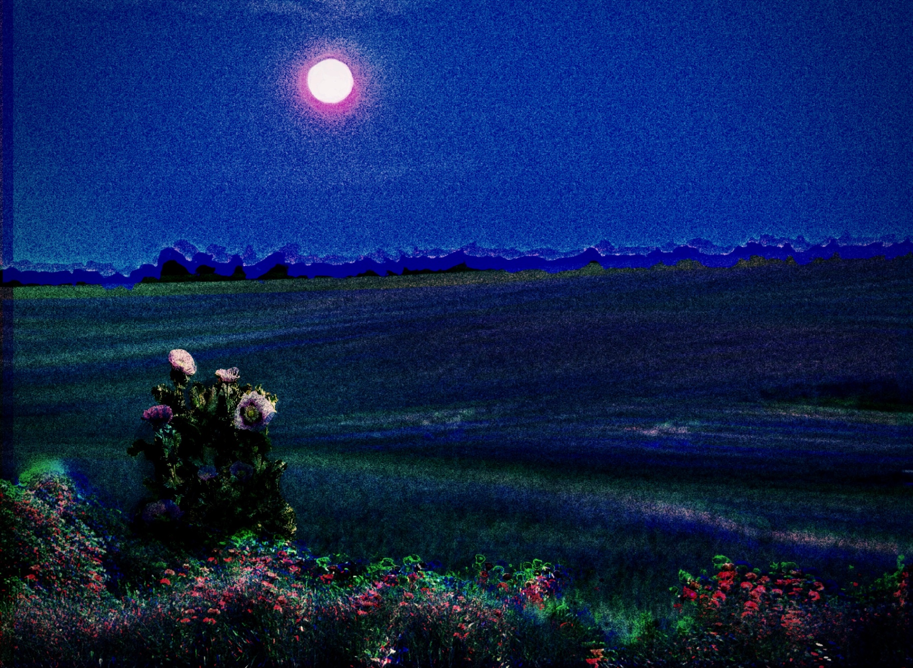A cluster of poppies in a moonlit field.