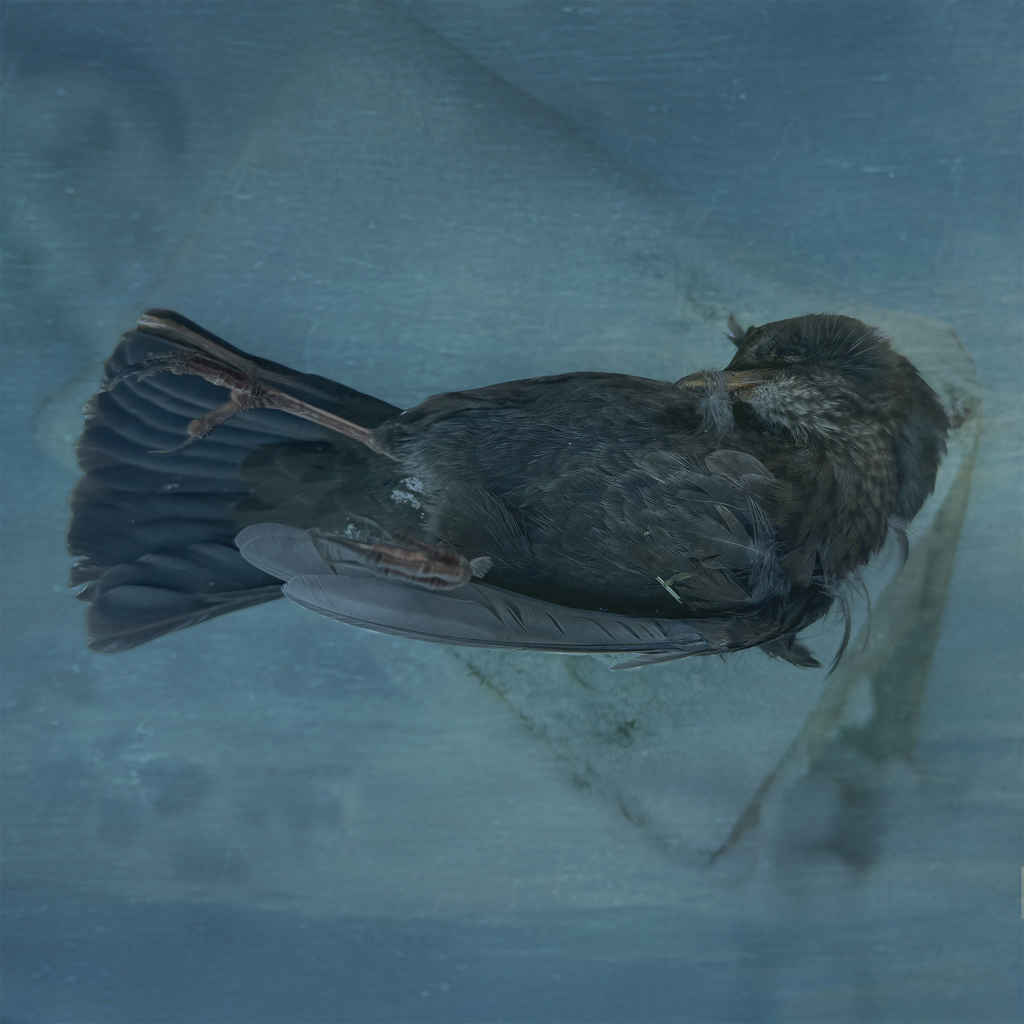 A dead thrush lying on a snow-covered wooden post against a blue background.