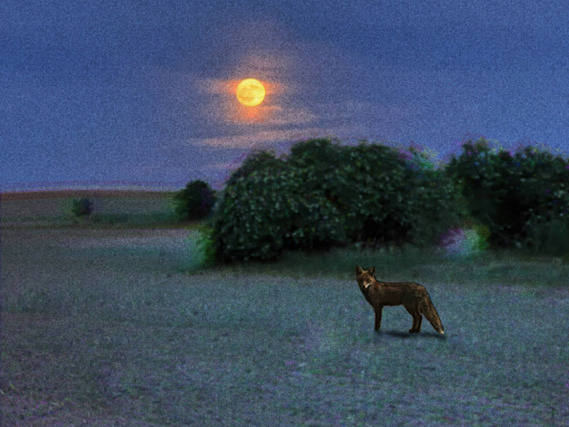 A fox stands alone in a field under the glow of a full moon.