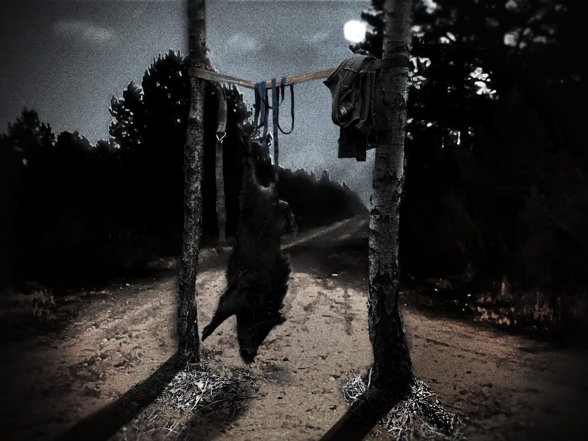 A wild boar hangs from a strap between two birch trees in a sandy, moonlit landscape.