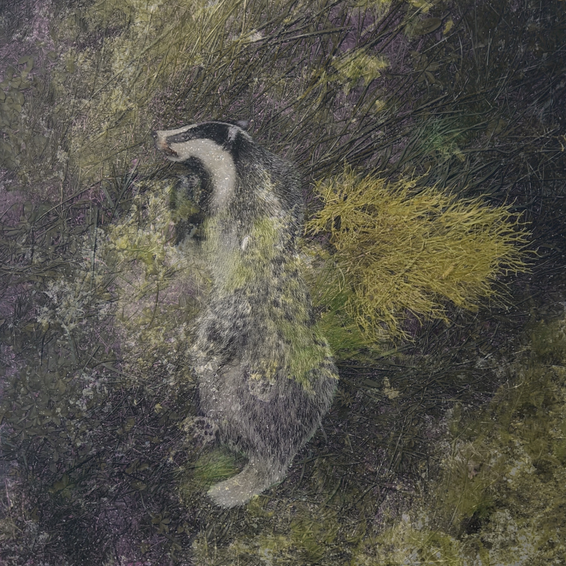 A badger lying on its side, camouflaged within a dense, dark environment of green and purple algae and sea plants.