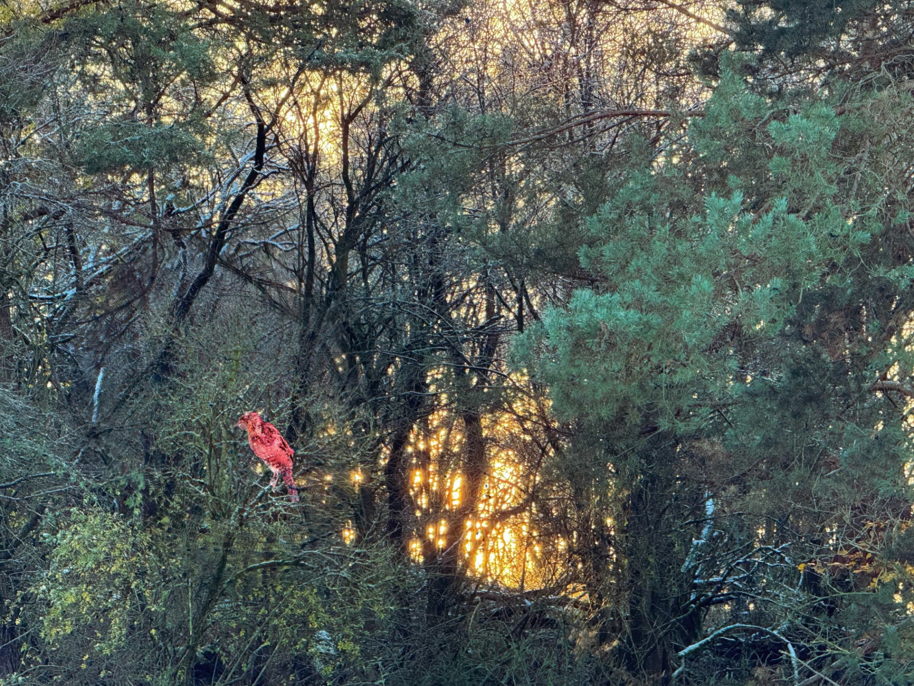 A red bird perched on a branch in a dark forest with a bright, golden light shining through the trees.