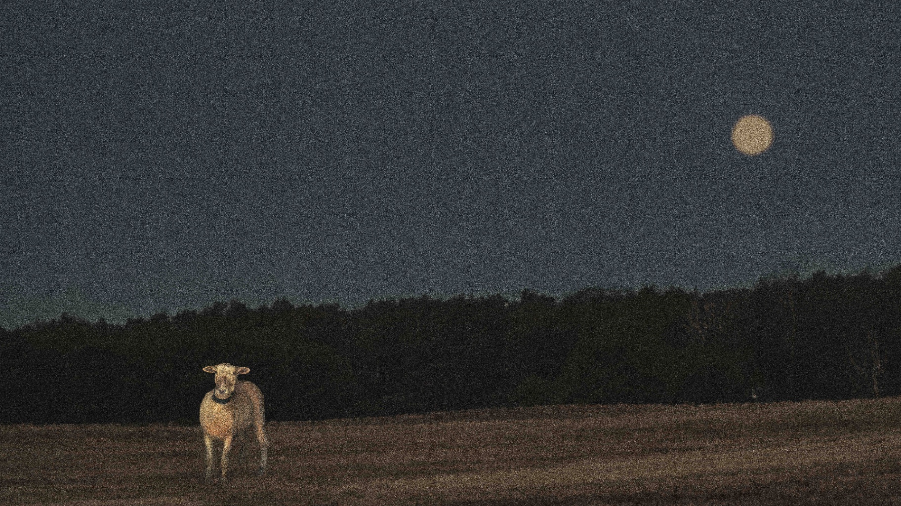 A lone sheep stands in a moonlit field at the edge of a dark forest, a full moon hanging in the night sky.