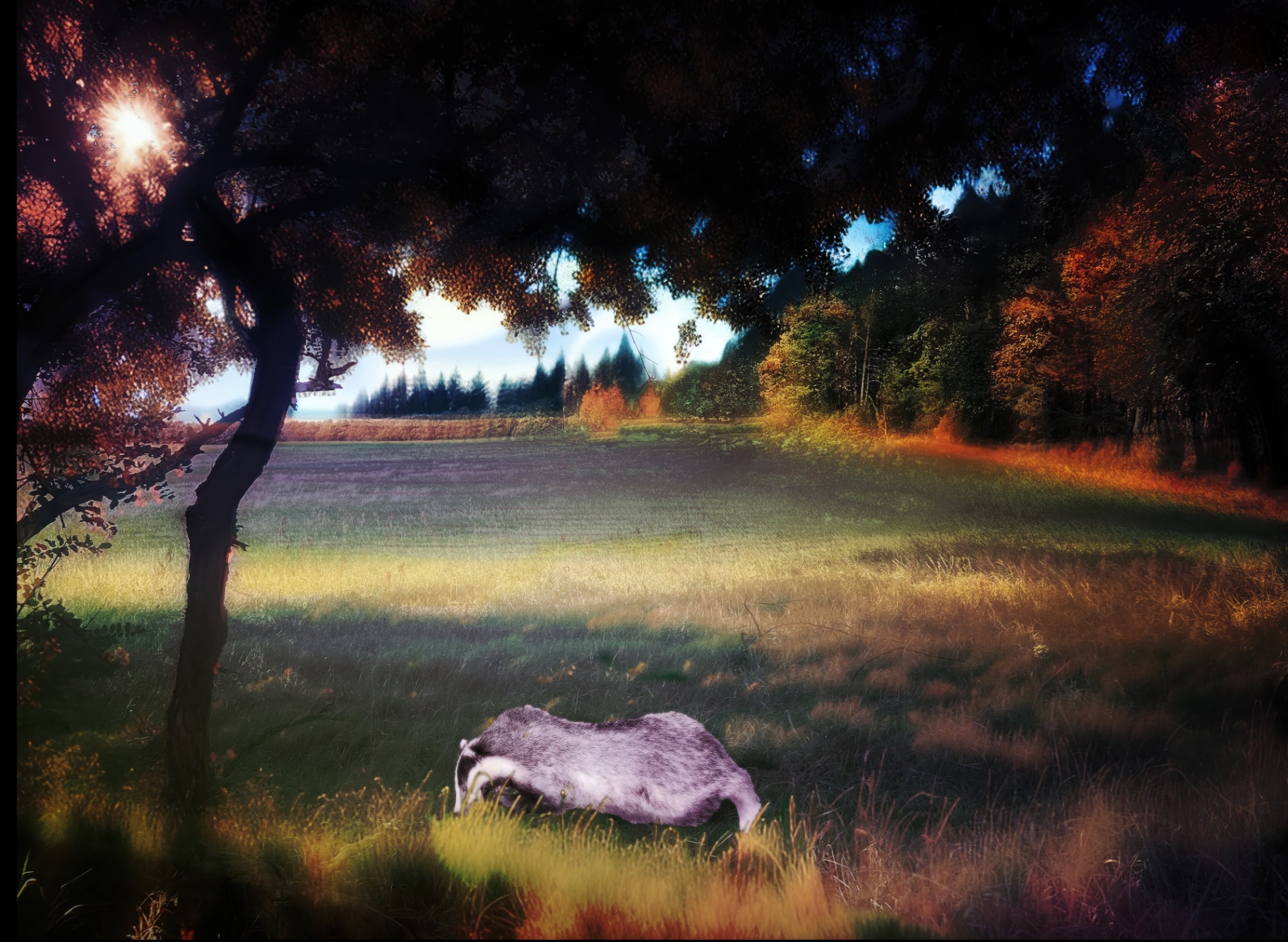 A badger walking through a sunlit, golden autumn clearing.