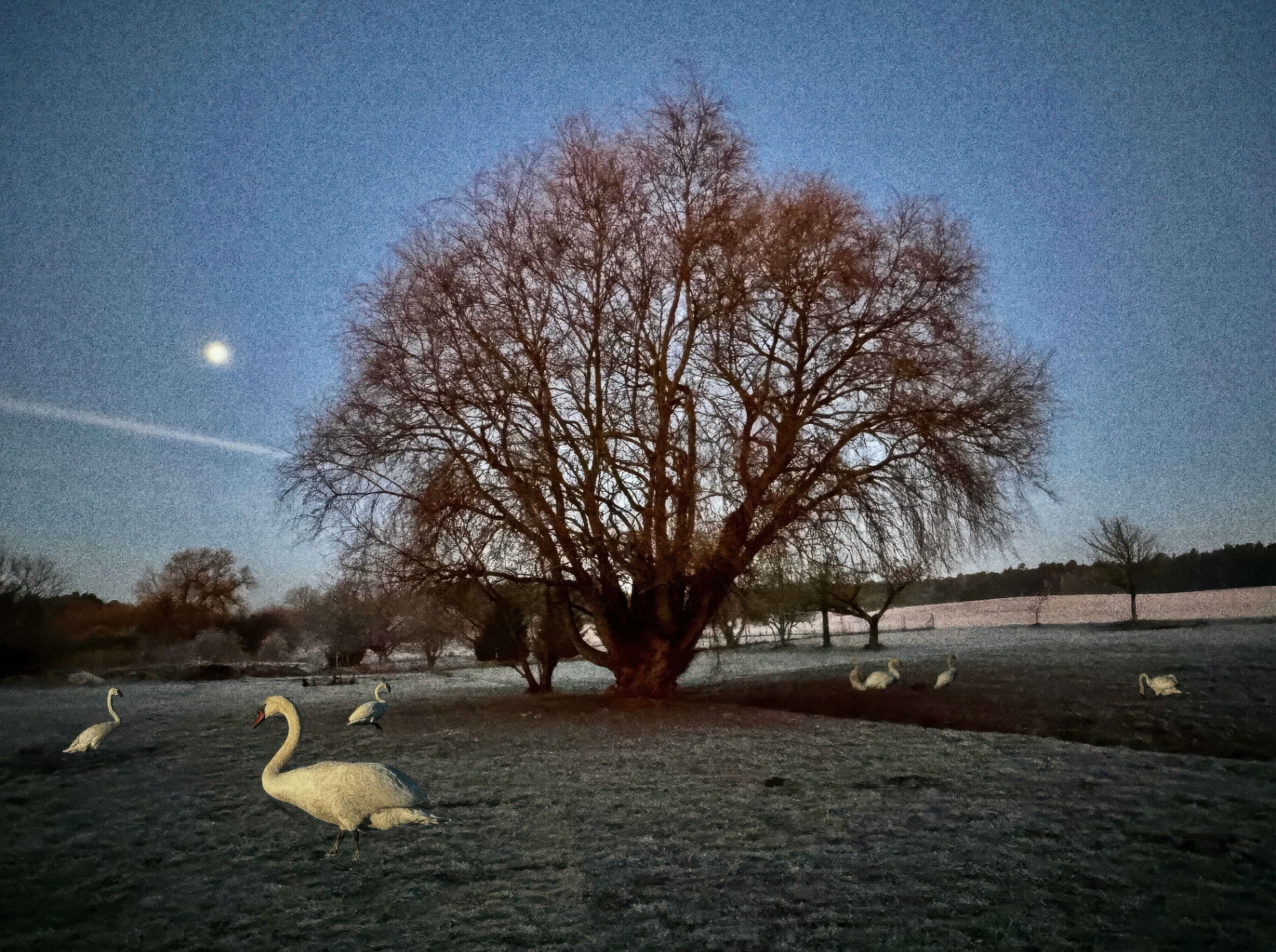 A group of swans stands still on a frosty meadow beneath a vast, leafless willow tree under a full moon.