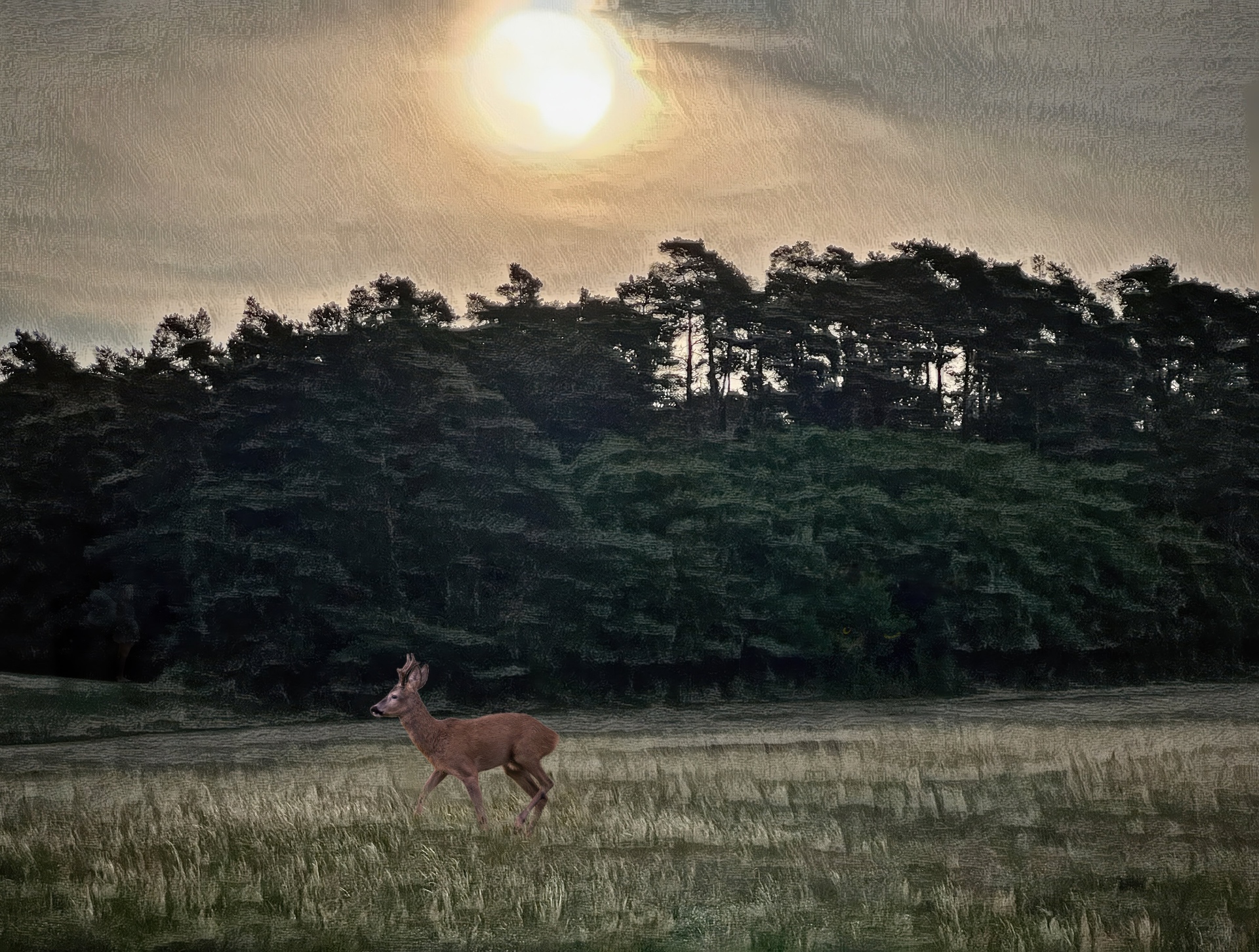 A young deer stands in a meadow at sunset, with a dark forest in the background.